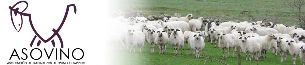 Asovino ovejas con logo.webp